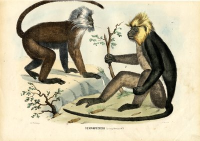 Langurs, 1863-79 by Raimundo Petraroja